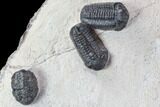 Austerops Trilobite Mortality Plate From Jorf - Trilobites #86904-7